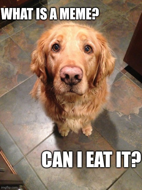 What Is A Meme? Can I Eat It? | WHAT IS A MEME? CAN I EAT IT? | image tagged in chrisjoines1 | made w/ Imgflip meme maker