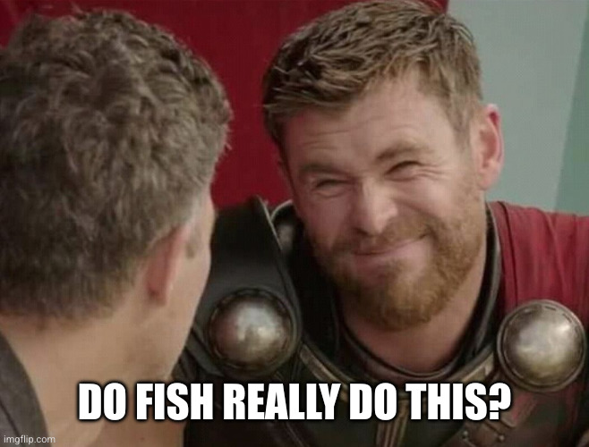 Should it though | DO FISH REALLY DO THIS? | image tagged in should it though | made w/ Imgflip meme maker