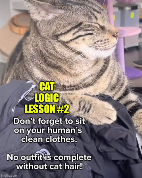 Logic Lesson #2 | CAT LOGIC LESSON #2 | image tagged in cats,funny cats,cat logic,life lessons,furry,scumbags | made w/ Imgflip meme maker