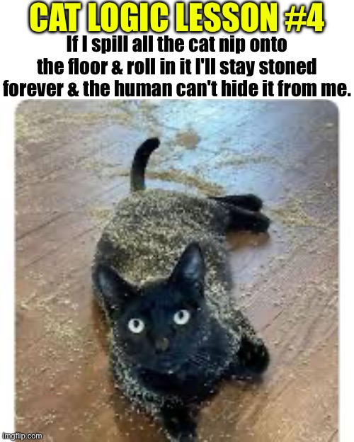Cat Logic Lesson #4 | CAT LOGIC LESSON #4; If I spill all the cat nip onto the floor & roll in it I'll stay stoned forever & the human can't hide it from me. | image tagged in cats,funny cat memes,logic,cat logic,hilarious memes,life lessons | made w/ Imgflip meme maker