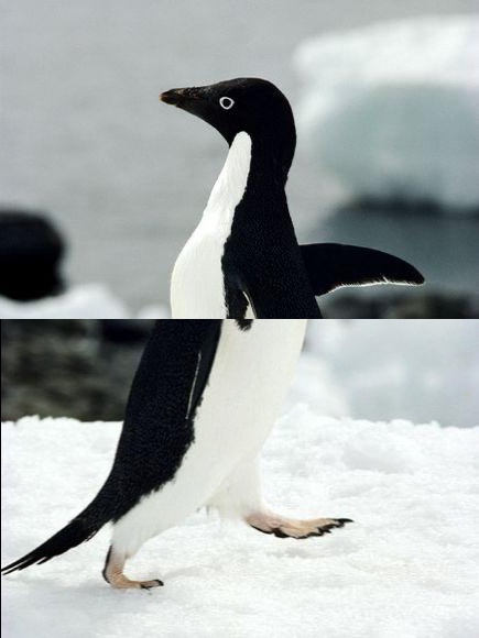 Socially akward penguin Blank Meme Template