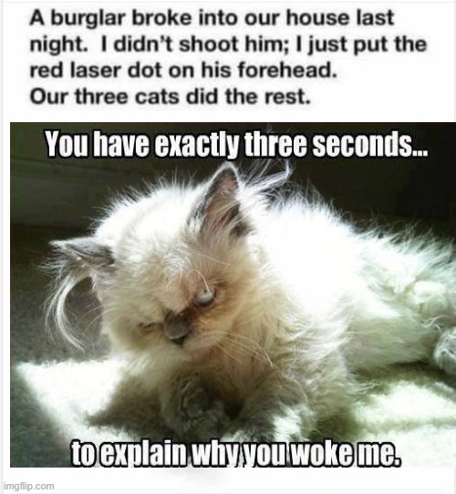 cats | image tagged in funny animals | made w/ Imgflip meme maker