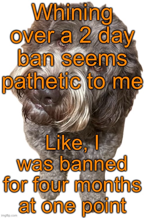 Take an example of the goat known as LucotIC. He‘s banned for a year, and he doesn‘t even ban evade whatsoever | Whining over a 2 day ban seems pathetic to me; Like, I was banned for four months at one point | image tagged in norther's dog | made w/ Imgflip meme maker