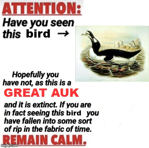 great auk meme | bird; GREAT AUK; bird | image tagged in attention have you seen this name | made w/ Imgflip meme maker