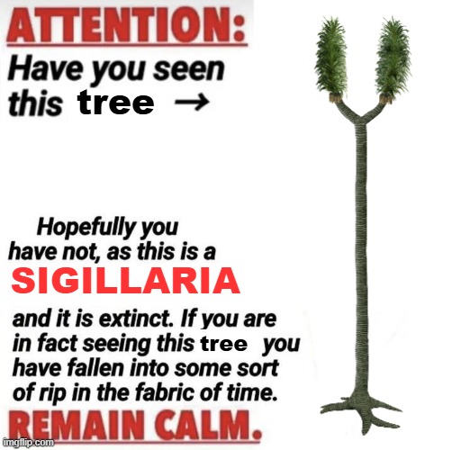 extinct tree meme | tree; SIGILLARIA; tree | image tagged in attention have you seen this name | made w/ Imgflip meme maker