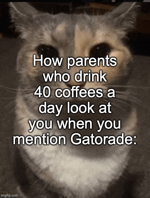 cat dead stare | How parents who drink 40 coffees a day look at you when you mention Gatorade: | image tagged in cat dead stare | made w/ Imgflip meme maker