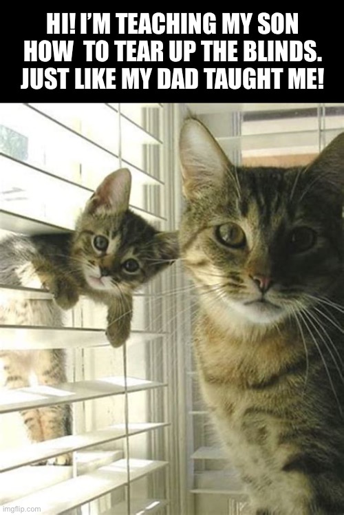 A couple of stinkers… | HI! I’M TEACHING MY SON HOW  TO TEAR UP THE BLINDS. JUST LIKE MY DAD TAUGHT ME! | image tagged in cats,father and son,teaching,tearing up blinds,mischief,destructive | made w/ Imgflip meme maker