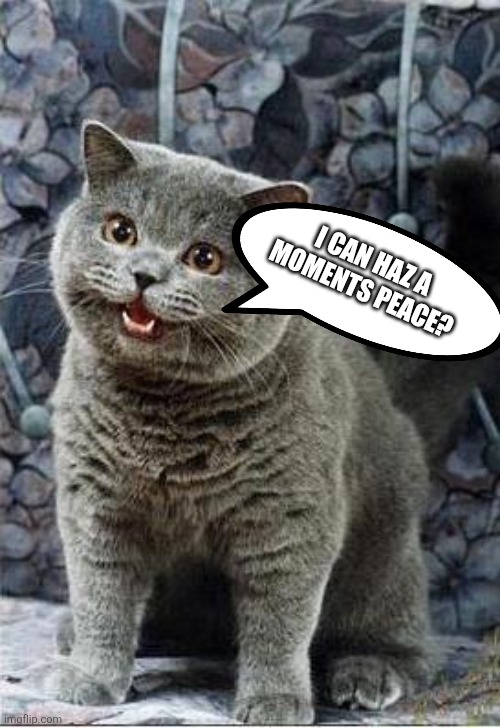 I can has cheezburger cat | I CAN HAZ A MOMENTS PEACE? | image tagged in i can has cheezburger cat | made w/ Imgflip meme maker
