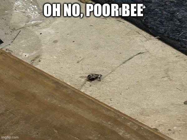 Poor Bee | OH NO, POOR BEE | image tagged in bees | made w/ Imgflip meme maker
