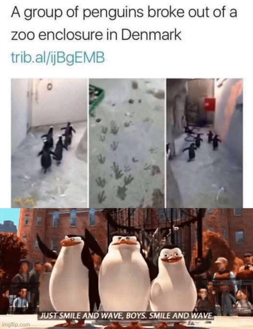 Penguin Escape | image tagged in just smile and wave boys,zoo,penguin,escape | made w/ Imgflip meme maker