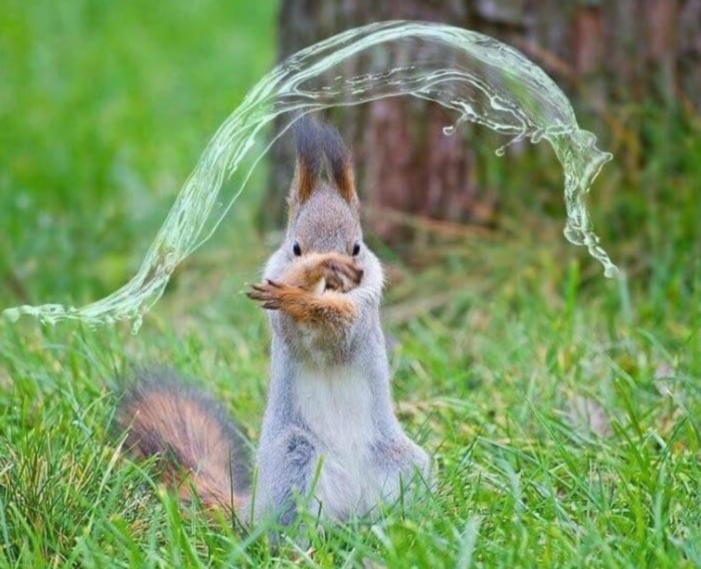 Waterbending squirrel Blank Meme Template