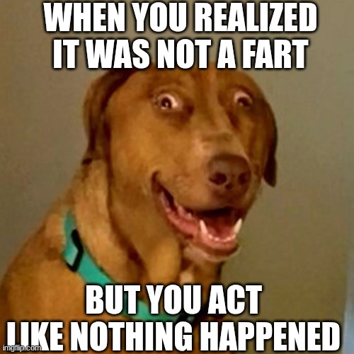 this is so relatable right? | WHEN YOU REALIZED IT WAS NOT A FART; BUT YOU ACT LIKE NOTHING HAPPENED | image tagged in dog on the zaza | made w/ Imgflip meme maker