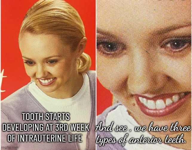 Tooth | TOOTH STARTS DEVELOPING AT 3RD WEEK OF INTRAUTERINE LIFE; And see , we have three types of anterior teeth. | image tagged in wait what,tooth | made w/ Imgflip meme maker