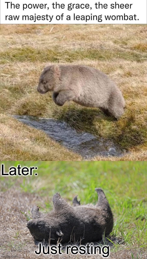 Leaping wombat vs resting wombat | Later:; Just resting | image tagged in wombat,meanwhile in australia,leap year,rest,relax | made w/ Imgflip meme maker