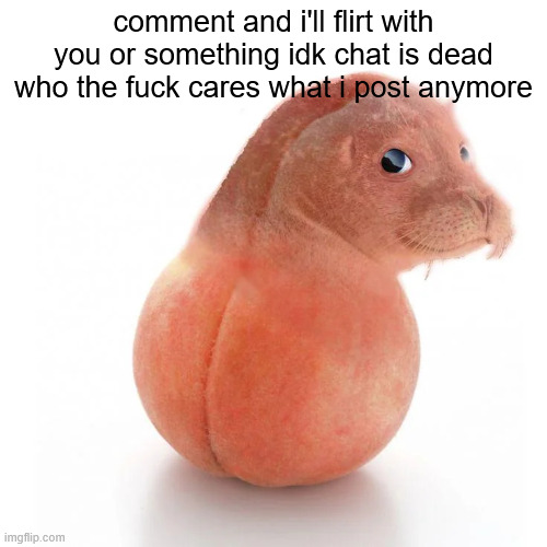 seal ball run | comment and i'll flirt with you or something idk chat is dead who the fuck cares what i post anymore | image tagged in seal ball run | made w/ Imgflip meme maker