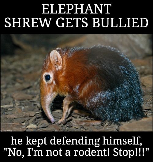 Rats are jealous of the elephant shrew, it's true. | ELEPHANT SHREW GETS BULLIED; he kept defending himself, "No, I'm not a rodent! Stop!!!" | image tagged in jealous rats,cute fuzz ball | made w/ Imgflip meme maker