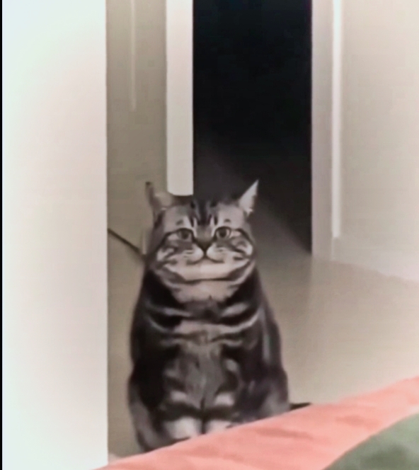 Silly cat Blank Meme Template