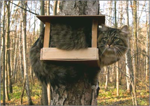 And Now We Wait ... | image tagged in cats,bird box,waiting | made w/ Imgflip meme maker