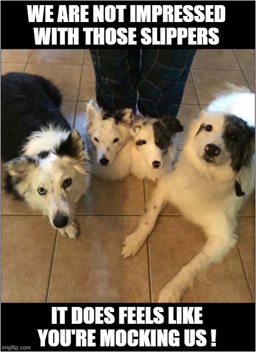 What Is Wrong With Some Owners ? | WE ARE NOT IMPRESSED
WITH THOSE SLIPPERS; IT DOES FEELS LIKE
YOU'RE MOCKING US ! | image tagged in dogs,unimpressed,slippers | made w/ Imgflip meme maker