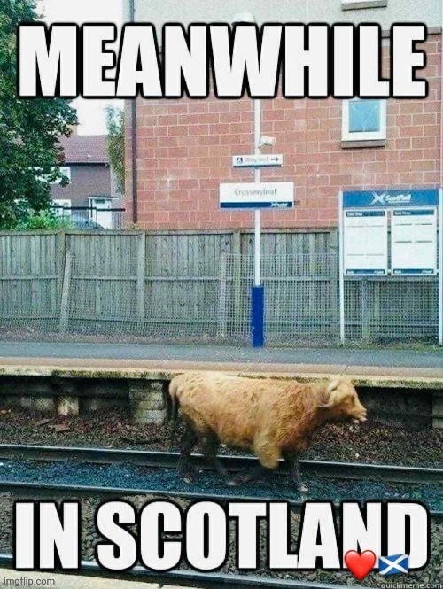 Gonnie no dae that? | image tagged in memez,scotland | made w/ Imgflip meme maker