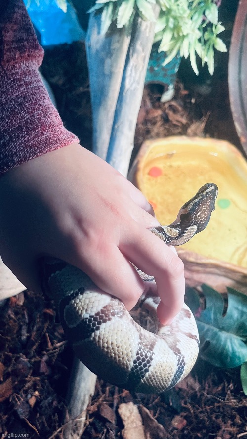 i luv my snake sm (we’re working on getting more stuff for her tank) | made w/ Imgflip meme maker