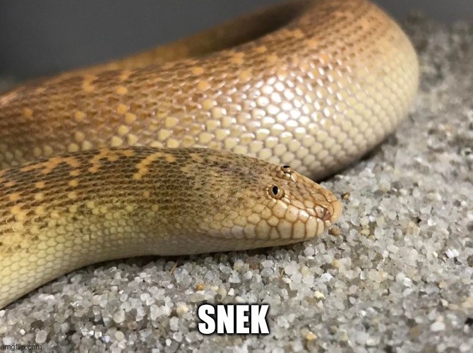 danger noodle | SNEK | image tagged in danger noodle | made w/ Imgflip meme maker