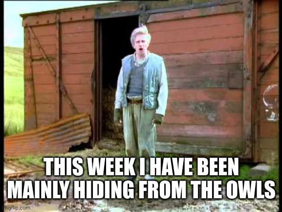 Jesse Fast Show | THIS WEEK I HAVE BEEN MAINLY HIDING FROM THE OWLS | image tagged in jesse fast show | made w/ Imgflip meme maker