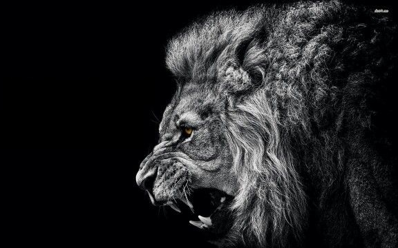 A lion does not concern himself Blank Meme Template