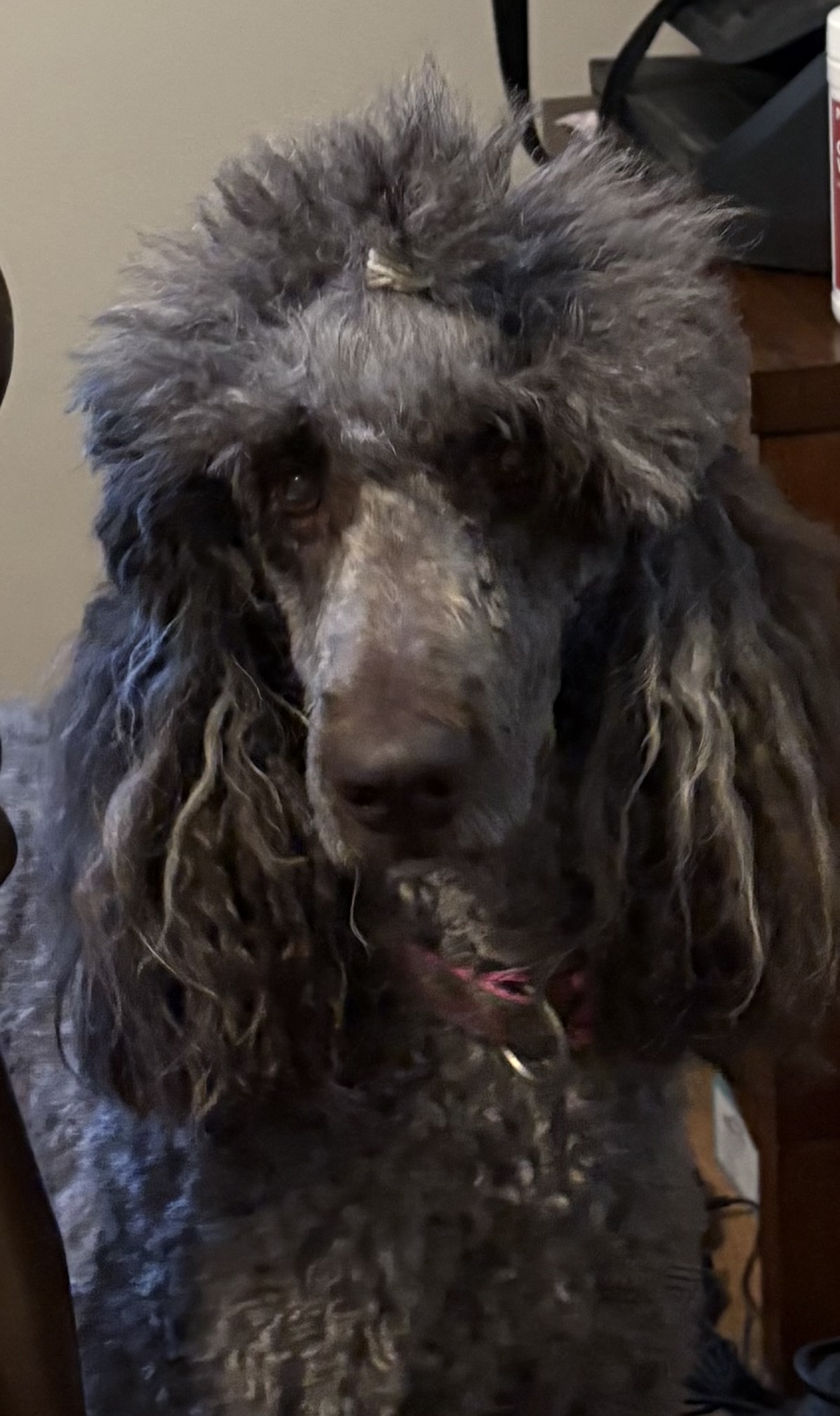 Coco Blank Meme Template