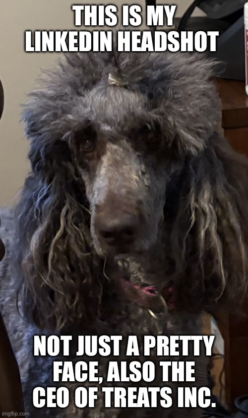 Coco | THIS IS MY LINKEDIN HEADSHOT; NOT JUST A PRETTY FACE, ALSO THE CEO OF TREATS INC. | image tagged in coco | made w/ Imgflip meme maker