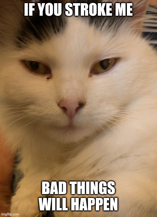 IF YOU STROKE ME; BAD THINGS WILL HAPPEN | made w/ Imgflip meme maker
