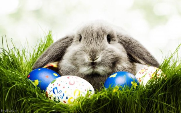 image tagged in easter bunny | made w/ Imgflip meme maker