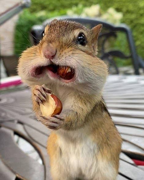 Squirrel eating Blank Meme Template