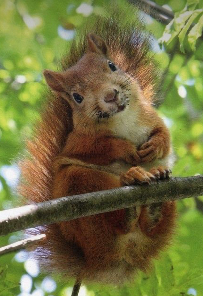 Sweet squirrel Blank Meme Template