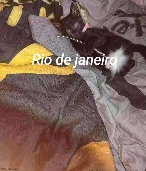 Cat jumpscare 8 | Rio de janeiro | made w/ Imgflip meme maker