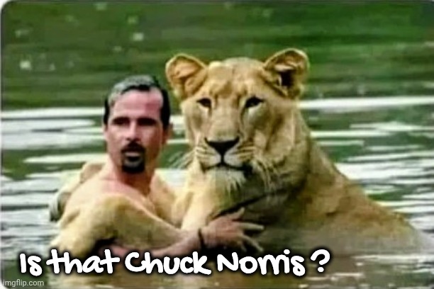 The only one who could stop this fight | Is that Chuck Norris ? | image tagged in lions,tigers,bears,chuck norris,oh my | made w/ Imgflip meme maker