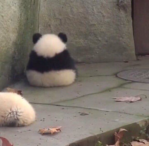 High Quality Panda Sitting Blank Meme Template