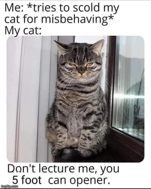 5 Foot Can Opener | image tagged in cats,funny cats,food,judgement,discipline,rebel | made w/ Imgflip meme maker
