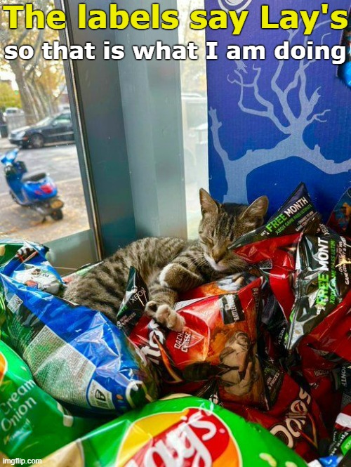 Shhhh...Frito is taking a nap. | The labels say Lay's; so that is what I am doing | image tagged in funny cat memes | made w/ Imgflip meme maker