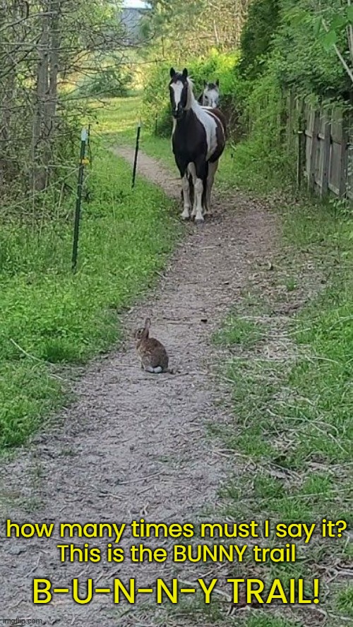 YOU SHALL NOT PASS | how many times must I say it?
This is the BUNNY trail; B-U-N-N-Y TRAIL! | image tagged in funny memes,peter cotton tail,bunnies,horses | made w/ Imgflip meme maker