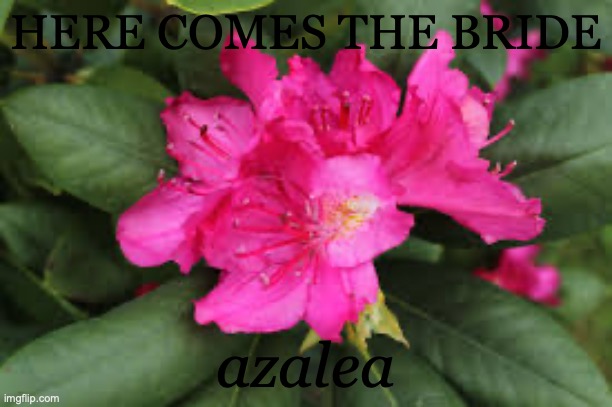album cover idea | HERE COMES THE BRIDE; azalea | made w/ Imgflip meme maker