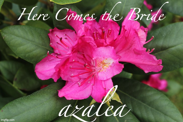 modified album cover | Here Comes the Bride; azalea | made w/ Imgflip meme maker