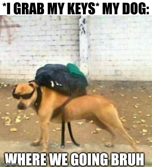 I Grab My Keys My Dog Where We Going Bruh | *I GRAB MY KEYS* MY DOG:; WHERE WE GOING BRUH | image tagged in chrisjoines1 | made w/ Imgflip meme maker