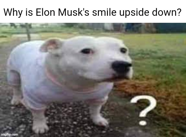 Dog question mark | Why is Elon Musk's smile upside down? | image tagged in dog question mark | made w/ Imgflip meme maker