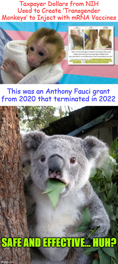 Safe and effective... huh? | Taxpayer Dollars from NIH Used to Create ‘Transgender Monkeys’ to Inject with mRNA Vaccines; This was an Anthony Fauci grant
from 2020 that terminated in 2022; SAFE AND EFFECTIVE... HUH? | image tagged in memes,surprised koala,mrna testing,biden regime | made w/ Imgflip meme maker
