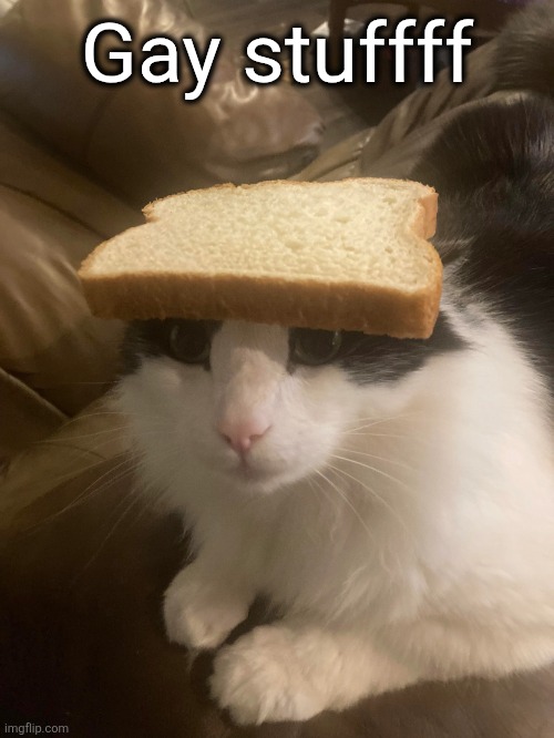 bread cat | Gay stuffff | image tagged in bread cat | made w/ Imgflip meme maker
