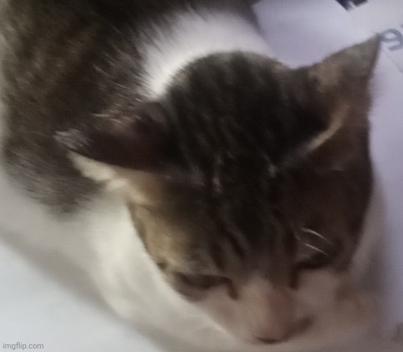 Use this temp , and put your ocs on top of ming mongs head | image tagged in ming mong,cute cat,idk | made w/ Imgflip meme maker