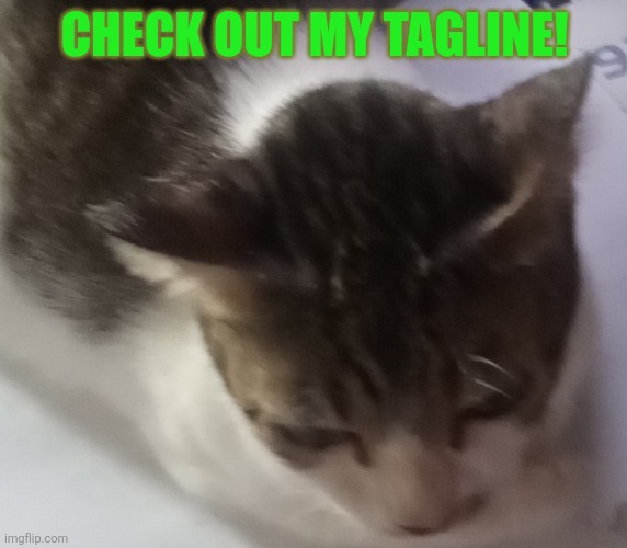 Ming mong | CHECK OUT MY TAGLINE! | image tagged in ming mong | made w/ Imgflip meme maker