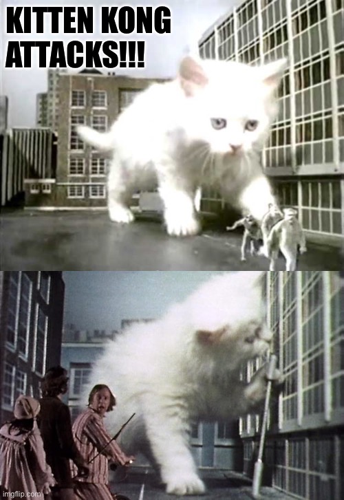 Thanks to SardineYoghurt for telling me about Kitten Kong and The Goodies… | KITTEN KONG 
ATTACKS!!! | image tagged in cats,kitten kong,the goodies,british comedy,giant cat | made w/ Imgflip meme maker