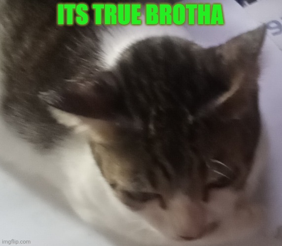 Ming mong | ITS TRUE BROTHA | image tagged in ming mong | made w/ Imgflip meme maker
